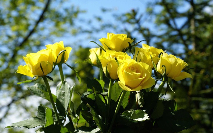 Hoa hồng vàng có nhiều cánh mỏng, ở giữa là nhụy vàng